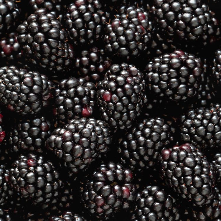 Freedom Blackberry Bush Berries