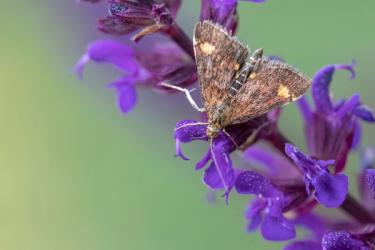 A moth on purple flowers