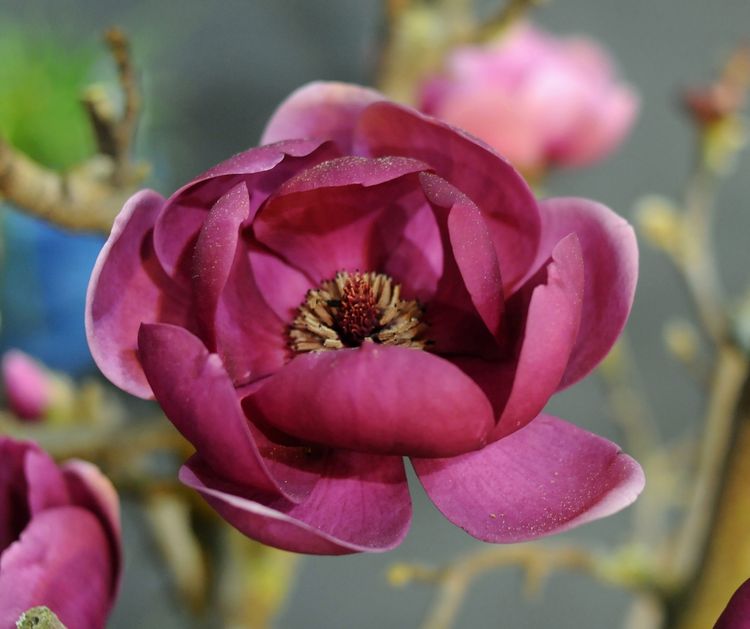 Genie Magnolia Blooms