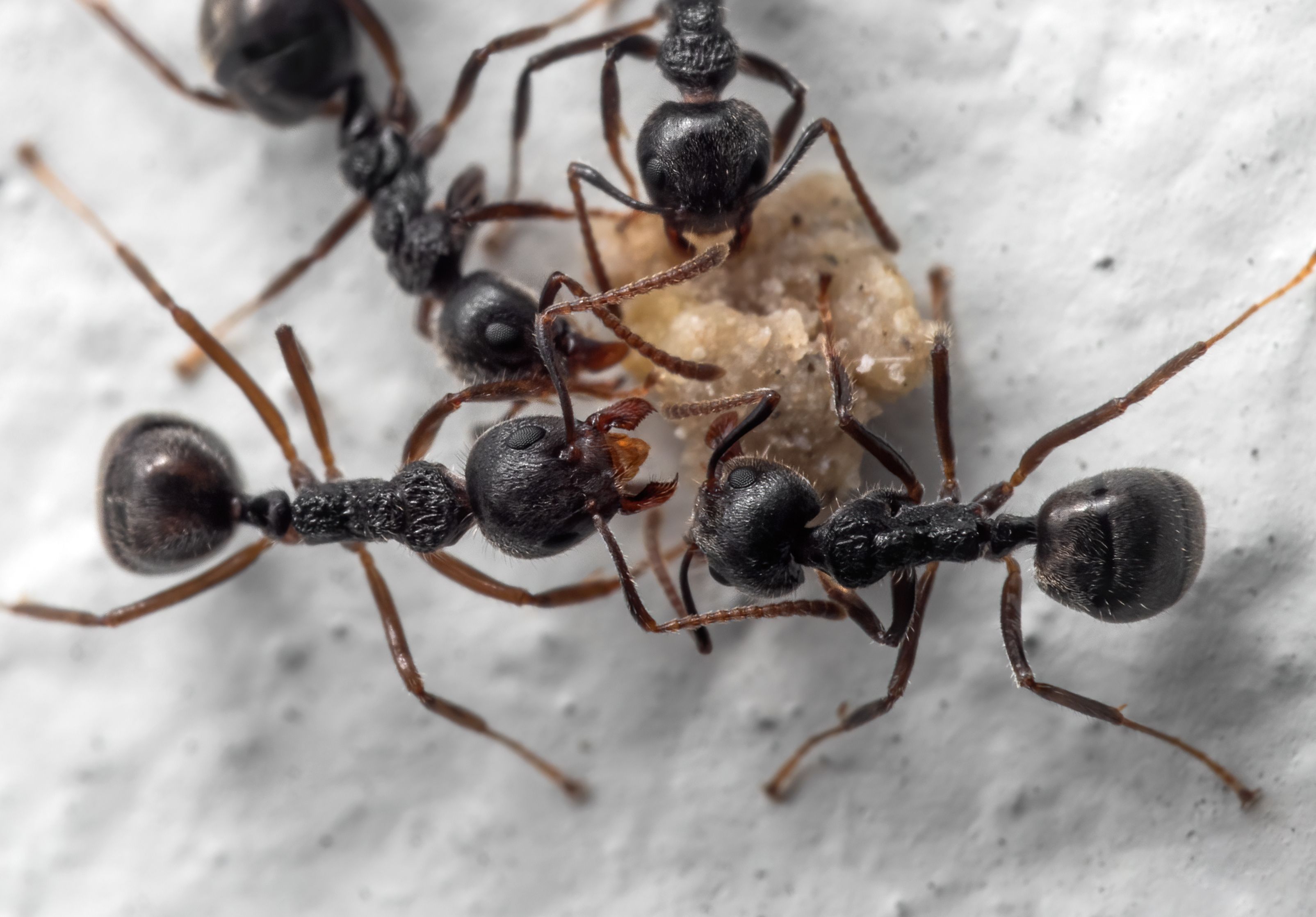 multiple ants eating 