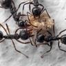 multiple ants eating