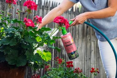 Sunday's WonderFert Flower plant food applied to annuals in garden.
