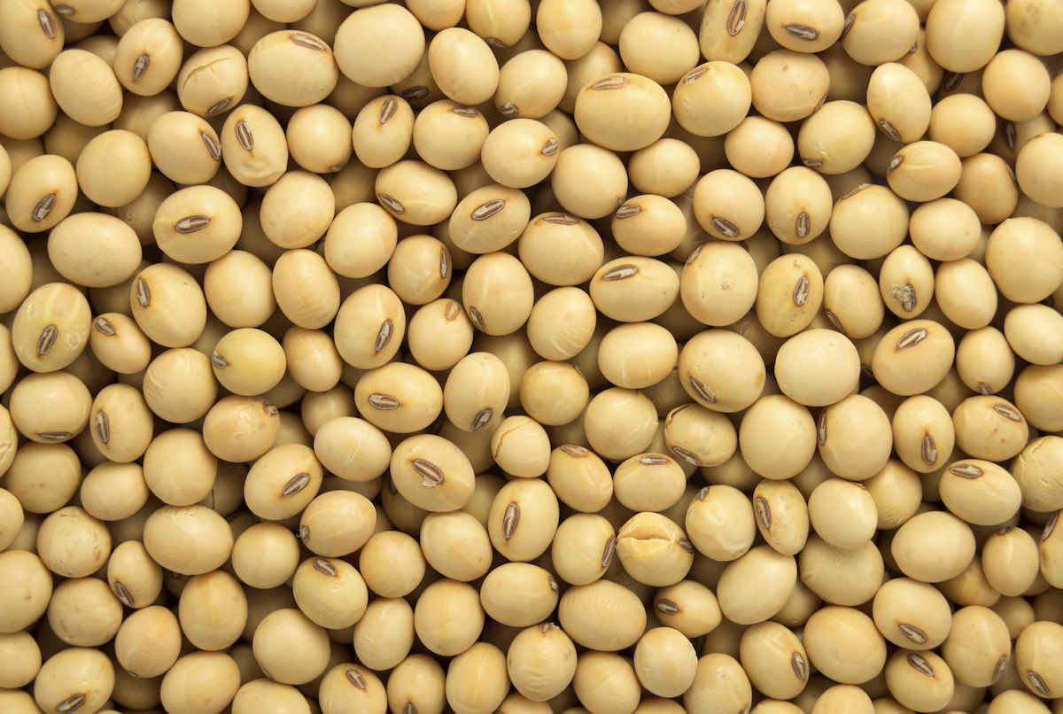 Close-up photo of soy beans