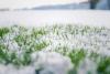 Green grass pokes through fresh snowfall on a lawn