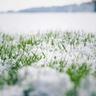 Green grass pokes through fresh snowfall on a lawn