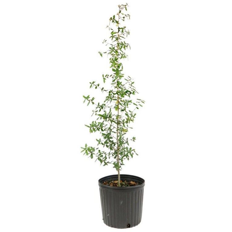Live Oak Tree Pruned Trade 3 Gallon