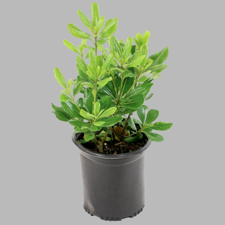 Green Pittosporum Trade 3 Galllon