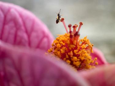 Close-up of an ant pollinating a flower