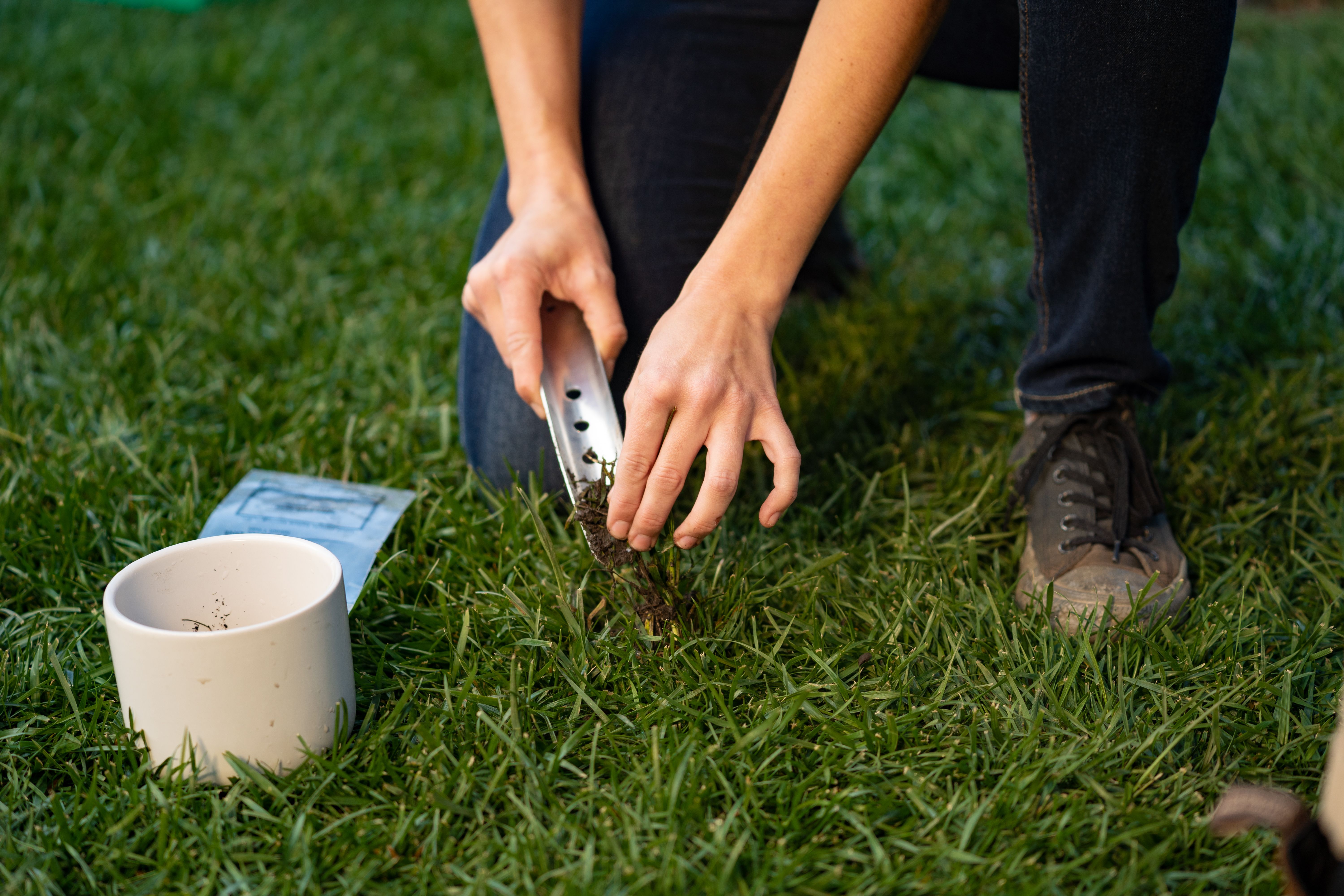 Sunday Smart Lawn Plan soil test