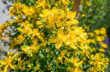 St. John's wort
