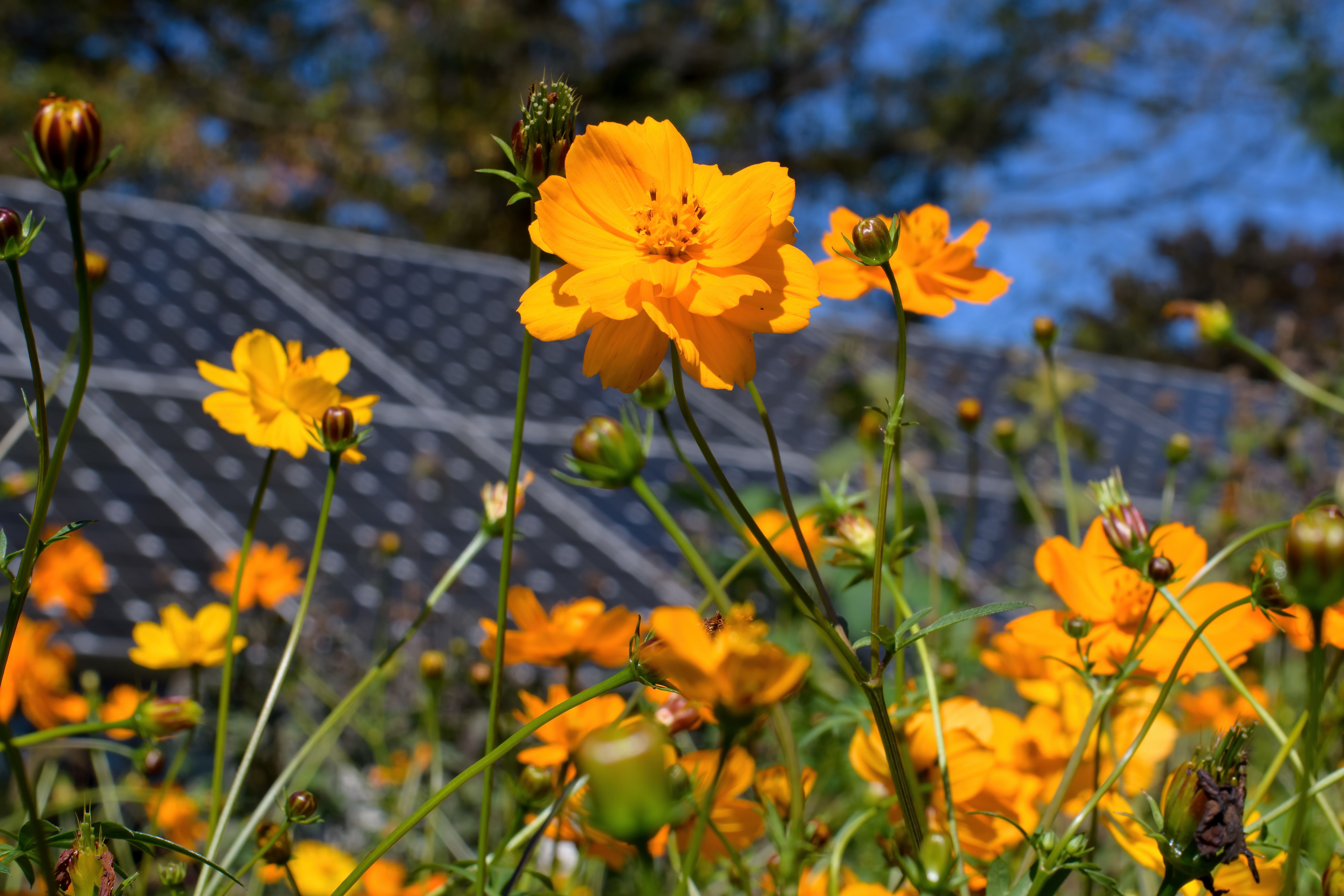 Closeup of pollinator-friendly flowers