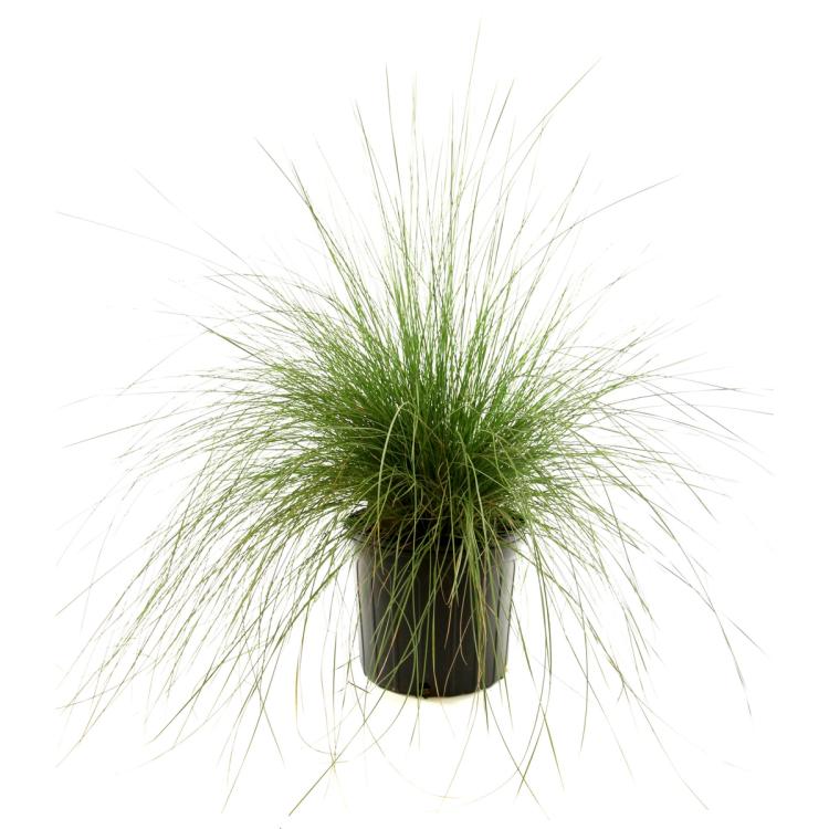 White Muhly Grass Trade Gallon Pot