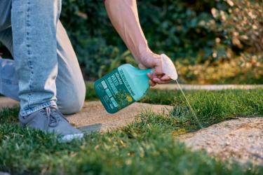 Person kneeling by a walkway spot-treating weeds with a Sunday Weed Warrior trigger spray bottle on a lawn edge.