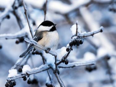 Black-capped Chickadee, a type of winter songbird, perched on a frozen winter shrub branch.