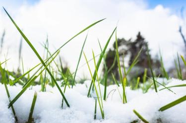 Snow covering grass across a lawn.