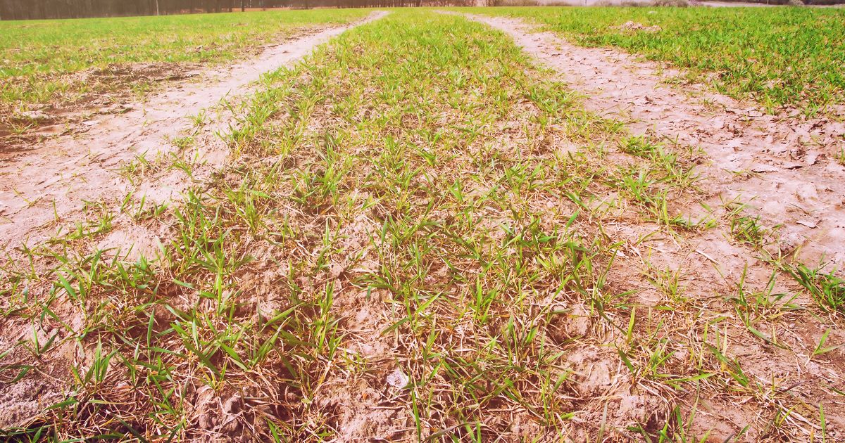 How to Fix Lawn After Heavy Foot Traffic: Restore Lush Grass Fast