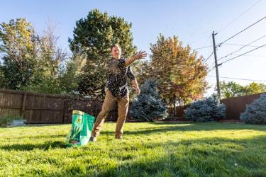Overseeding a lawn