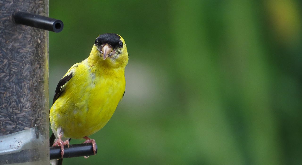 A goldfinch at a bird feeder