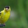 A goldfinch at a bird feeder