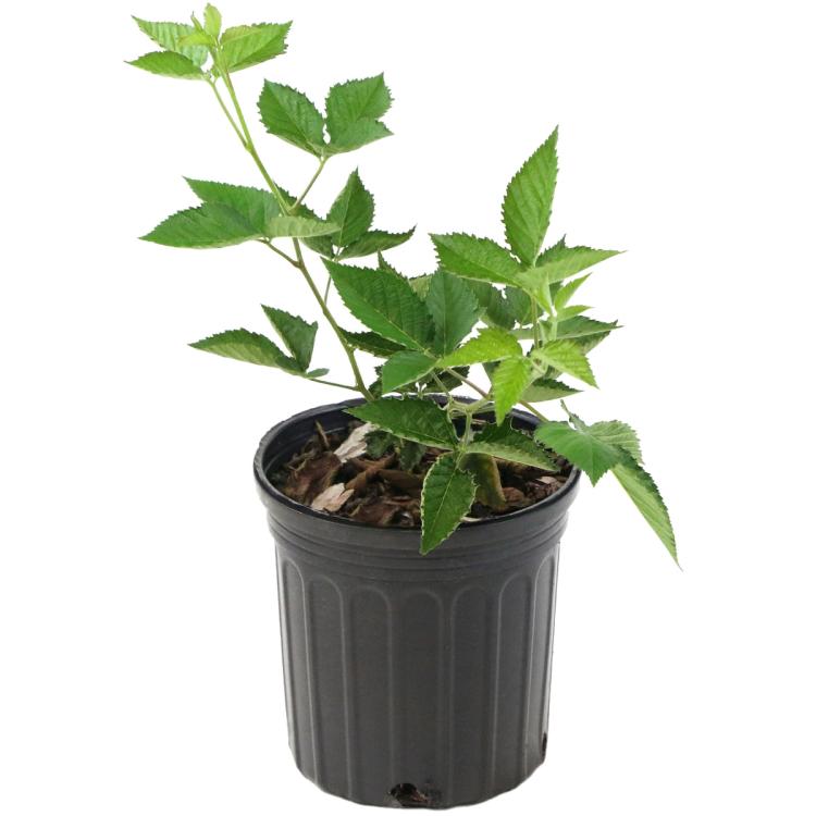 Freedom Blackberry Bush Trade Gallon Pot