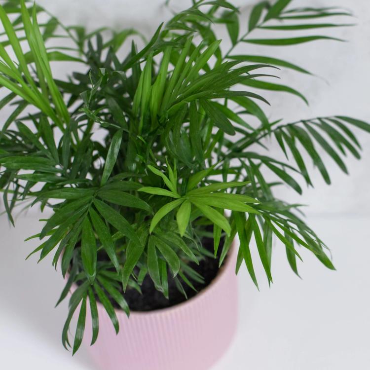 Parlor Palm in a pink pot