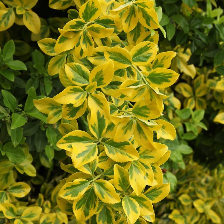 Golden Euonymus Shrub Foliage