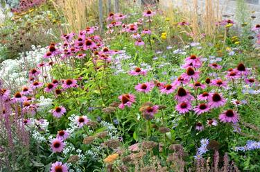 Perennial wildflowers in landscape setting