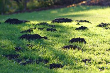 Mole damage on a lawn