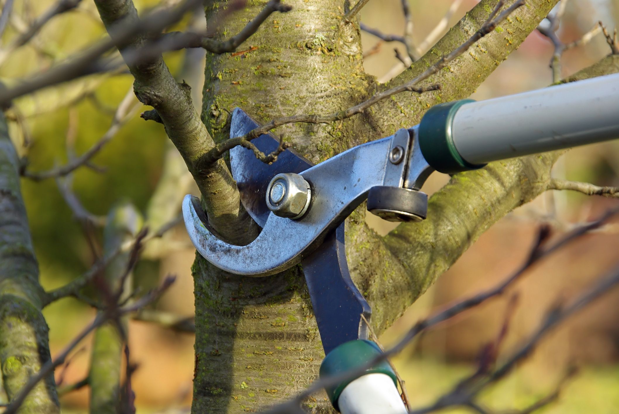 Close-up of a person pruning a tree branch. 