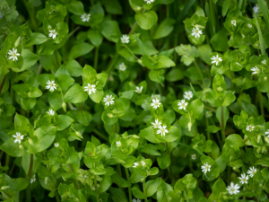 chickweed