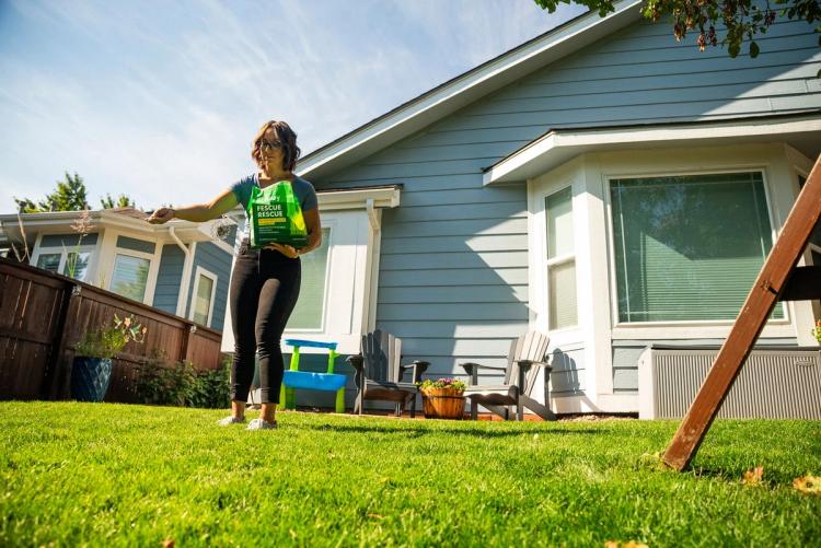 Fescue grass seed blend for northern, transitional climates