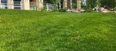 Kentucky bluegrass lawn