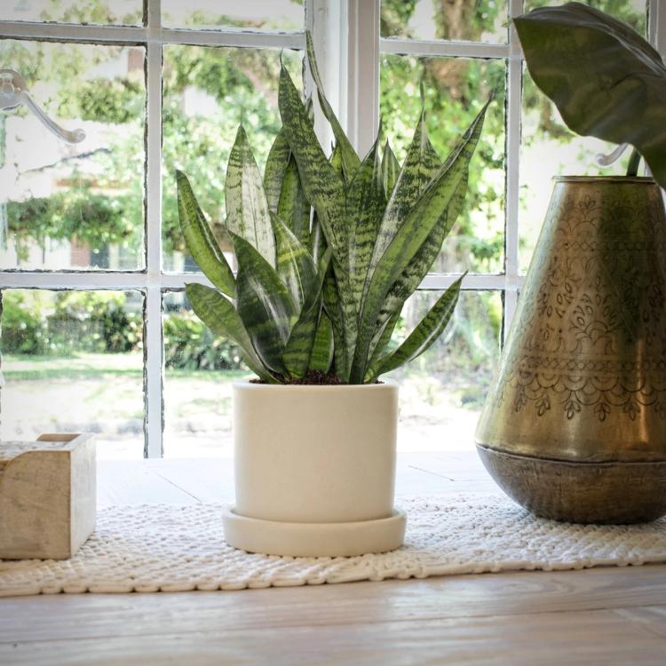 Lifestyle of cream Hyde Pot on a windowsill with a snake plant in it