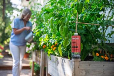 Sunday Veggie & Tomato plant food on ledge of container planters in garden, woman watering plants in background