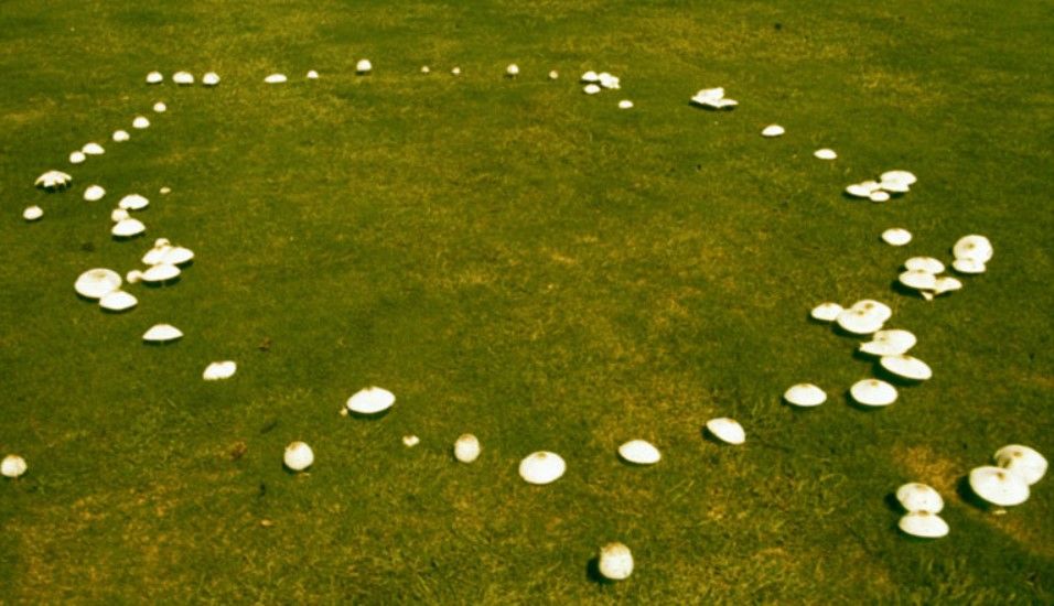 fairy ring
