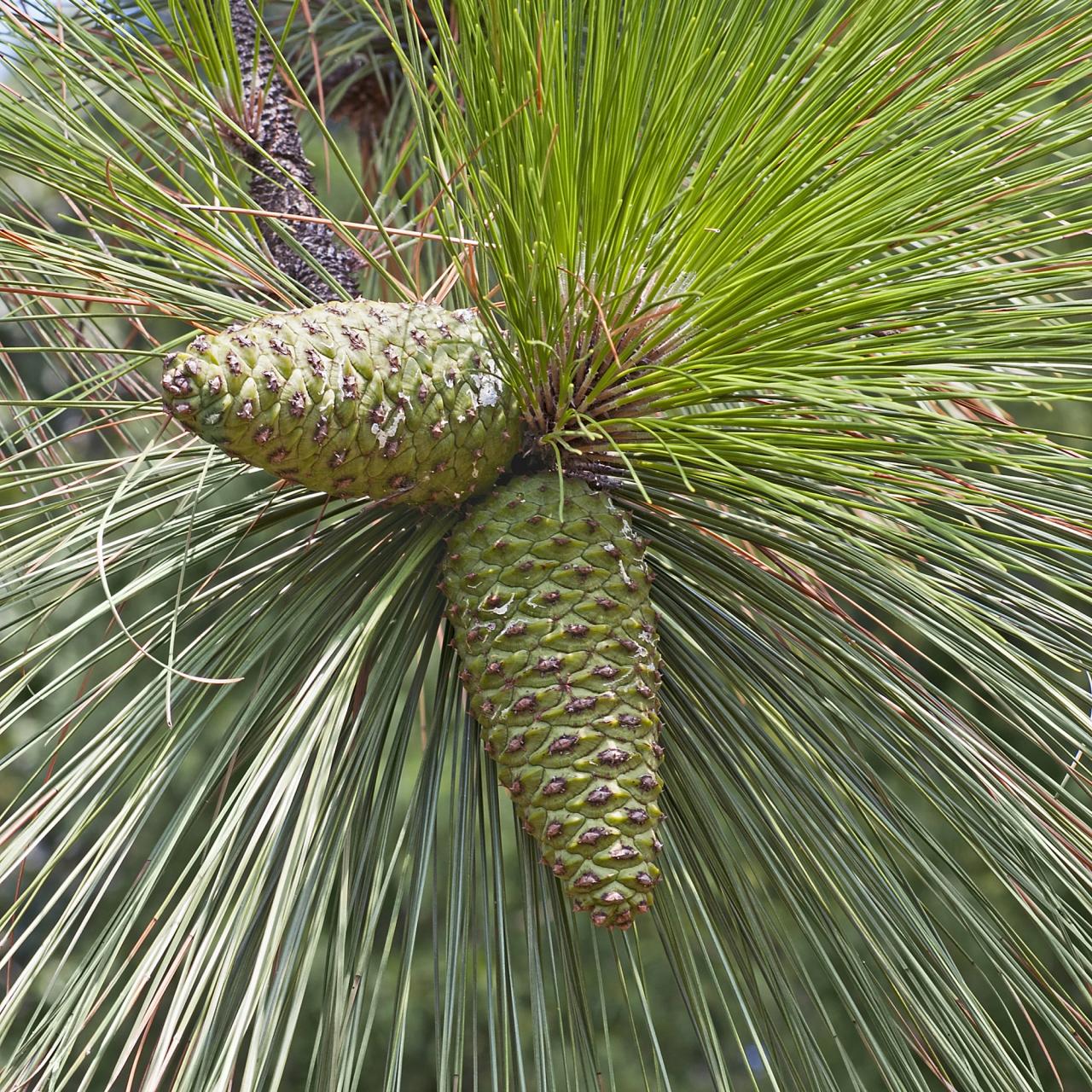 Longleaf Pine Tree | Sunday Lawn Care