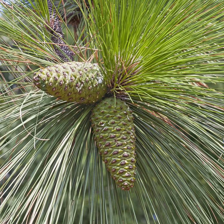 Longleaf Pine Tree Pinecones