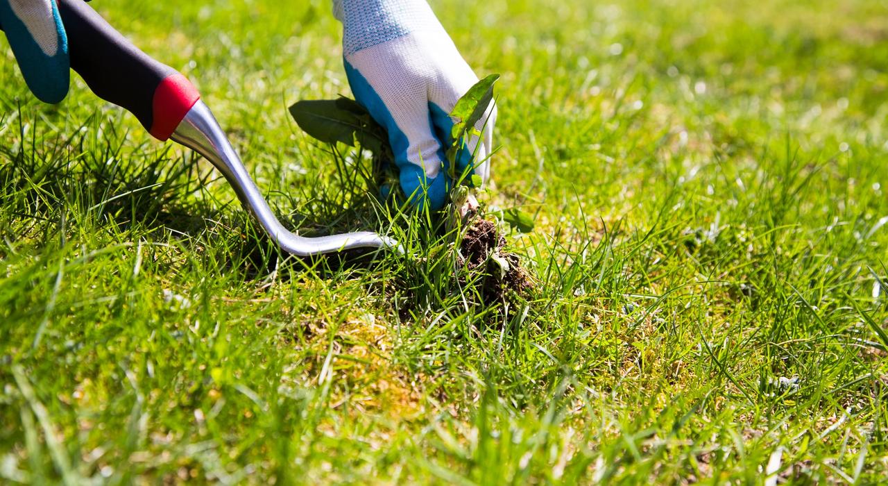 Using a weed puller tool for pulling weeds by hand