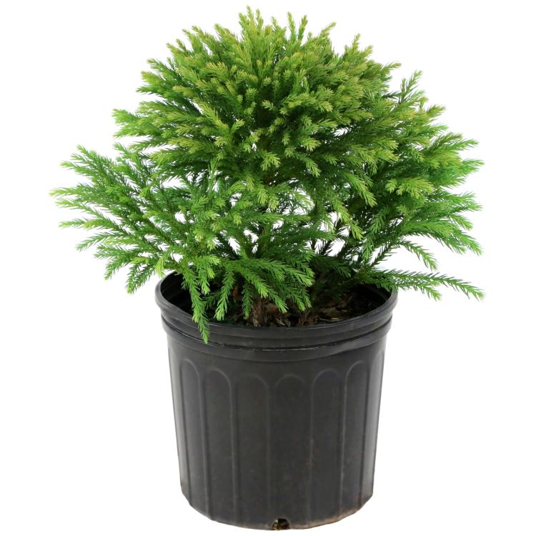 Globosa Nana Cryptomeria Trade 3 Gallon