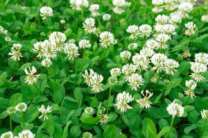 white clover in a lawn