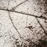 close up of a leaf