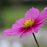 Photo of wildflower