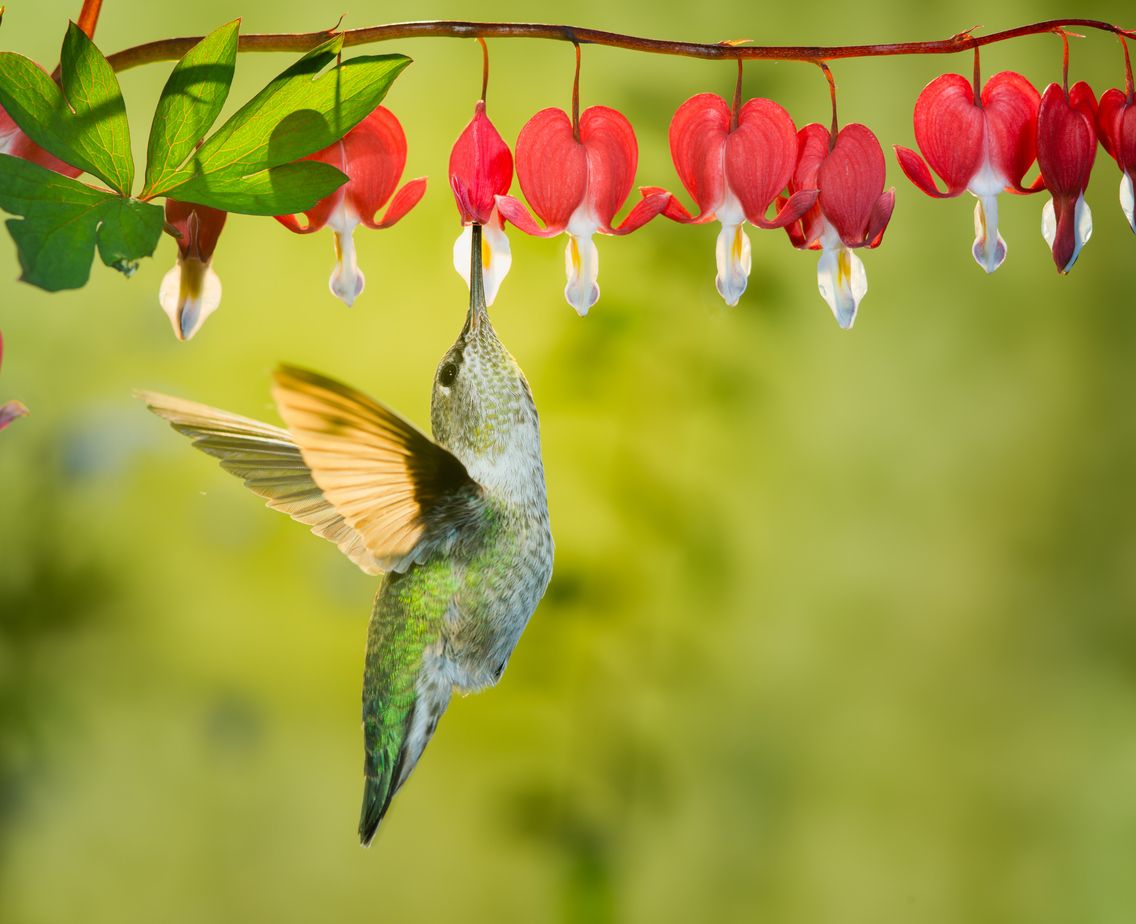 a hummingbird feeding