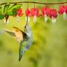 a hummingbird feeding