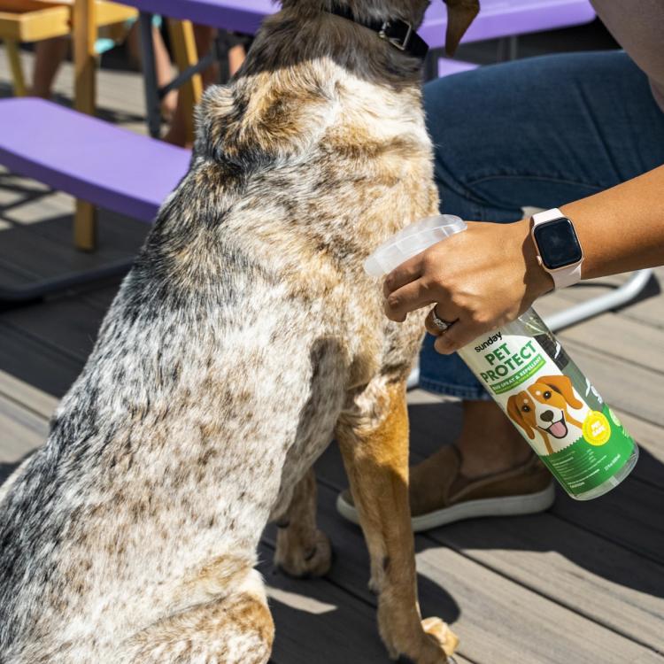 Applying Pet Protect Spray to dog