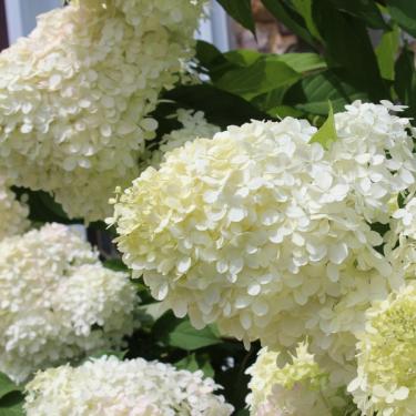 Phantom Hydrangea