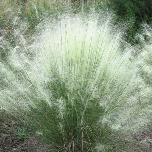 White Muhly Grass
