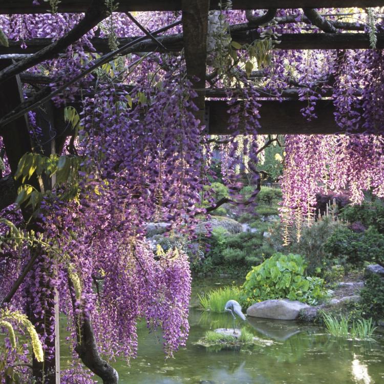 Blue Wisteria Vine Landscape
