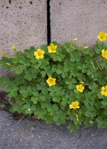 woodsorrel aka oxalis