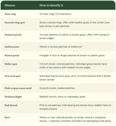 Lawn disease identification table. Fairy ring shows circular rings of mushrooms. Necrotic ring spot shows straw-colored rings, often with healthy grass in the center, which can resemble pet patches. Summer patch shows circular patches of yellow or brown grass, often with orange or brown edges. Anthracnose shows yellow or bronze patches of wilted turf. Brown patch shows irregular 4-inch or larger patches of brown or yellow grass. Dollar spot shows 1-6 inch straw-colored patches with white or tan leaf lesions edged in reddish-brown. Gray leaf spot shows gray, olive, or brown leaf lesions with a darker brown border. Pink or gray snow mold shows grayish to pink, matted patches. Pythium blight shows reddish-brown, slimy or cobwebby spots. Red thread shows pink to red patches with reddish hairs or threads on individual grass leaves. Rust shows yellow or rust-colored powder on shoes, mowers, and grass leaves, and is typically cosmetic without significant grass damage.